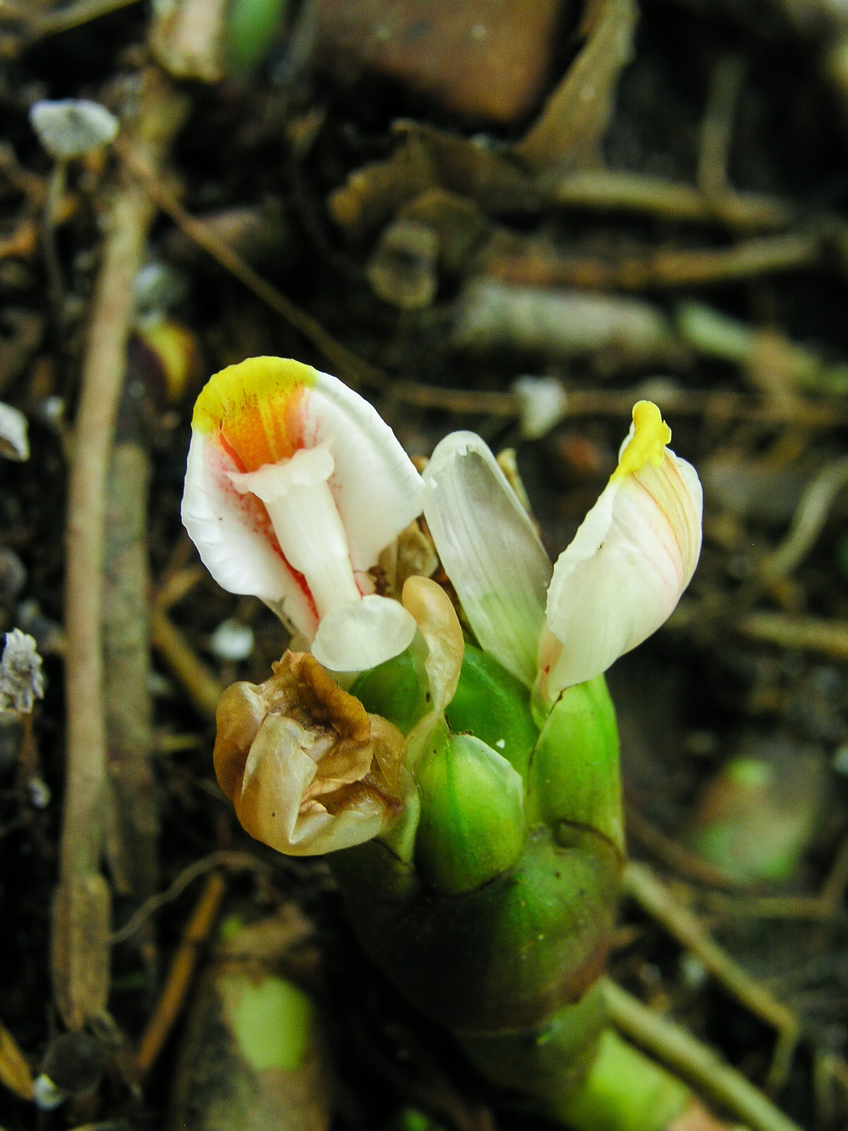 เร่วดง Amomum villosum Lour.<br/>Zingiberaceae